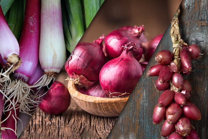Tropea onion and spring onion: characteristics and differences