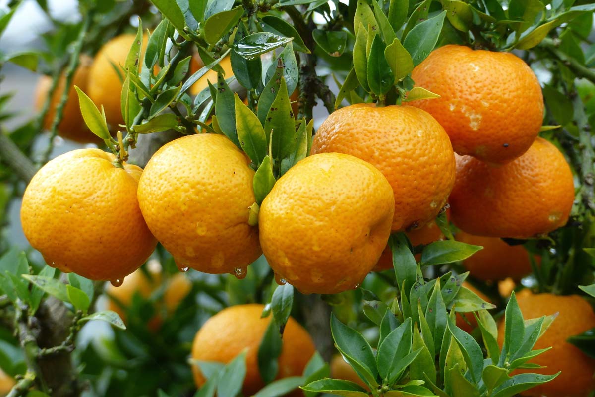 Citrus fruits of Calabria