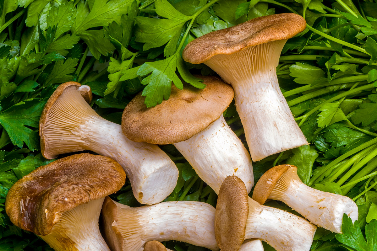 Cardoncelli mushrooms