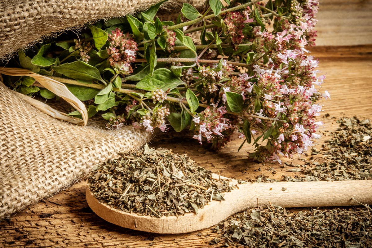 Wild oregano: scents and flavours of Calabria