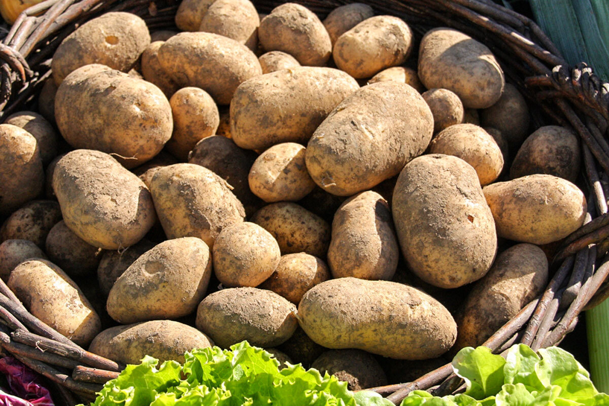 Potatoes from Sila PGI: history and ways of cooking them